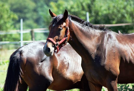 Horses