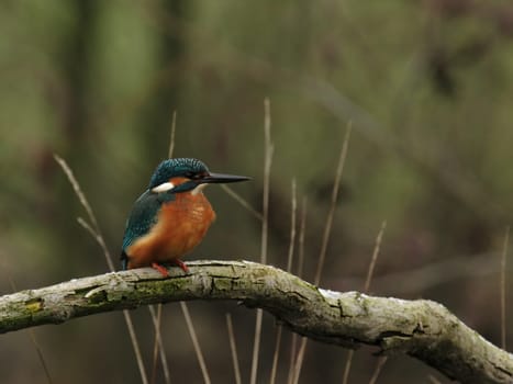 Kingfisher