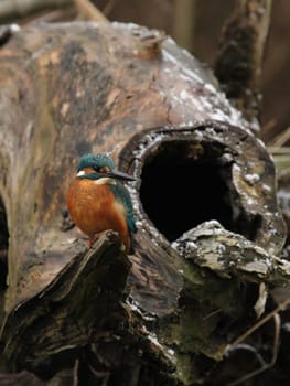 Kingfisher