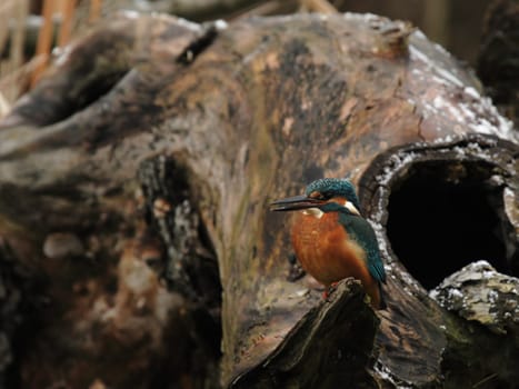 Kingfisher