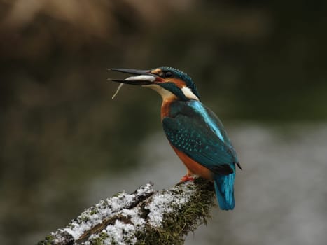 Kingfisher