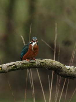 Kingfisher