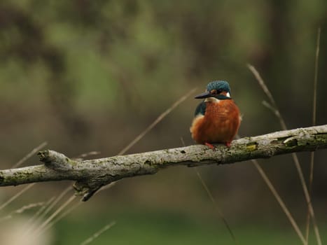 Kingfisher