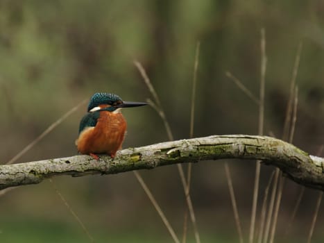 Kingfisher