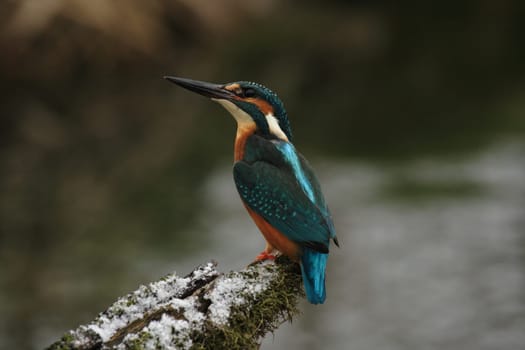 Kingfisher