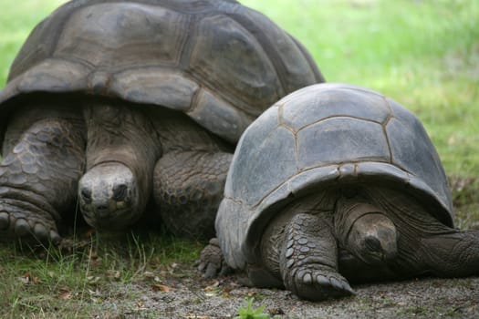 Seychelles Giant Tortoise