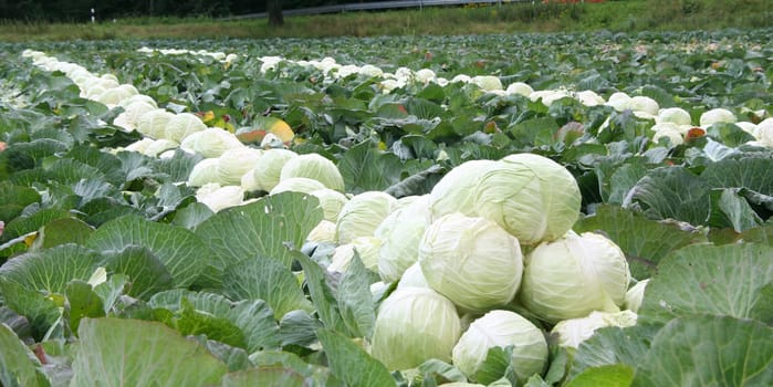 White cabbage harvest