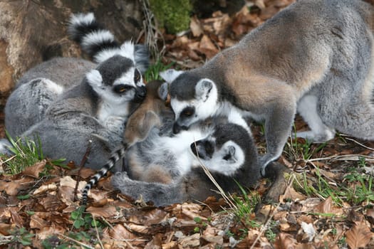 Family circle