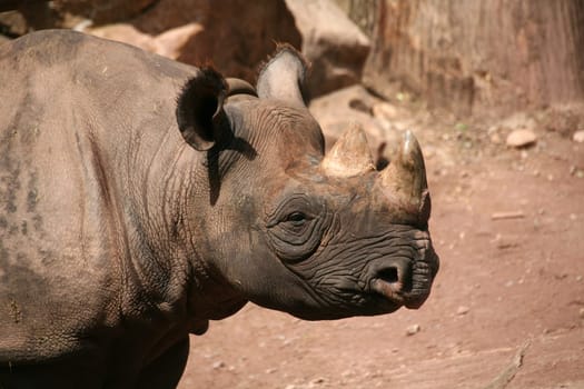 Black rhinoceros