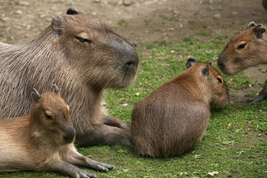 Capybaras (Hydrochoerus hydrochaeris)