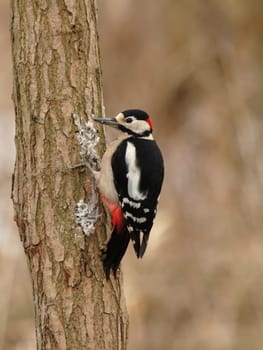 Great spotted woodpecker
