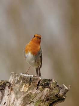 Robin