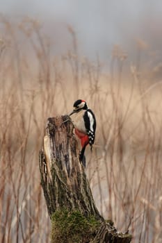 Great spotted woodpecker
