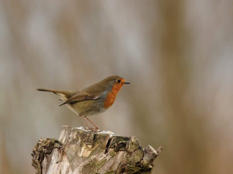 Robin