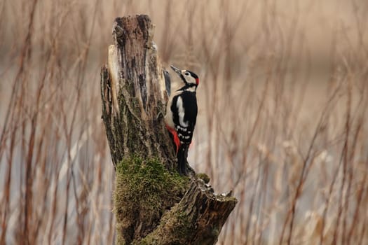 Great spotted woodpecker