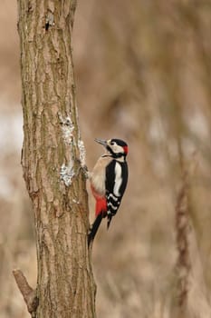Great spotted woodpecker