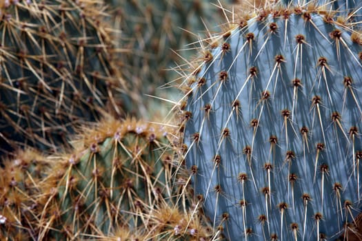Prickly pear cacti - Joshua Tree National Park