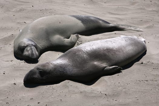 peacefully slumbering elephant seals
