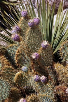 Prickly pear cactus in Joshua Tree National Park
