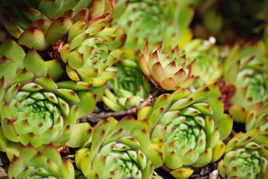 Sedum