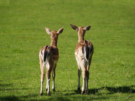Bambi