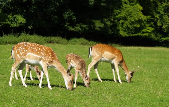 FALLOW DEER