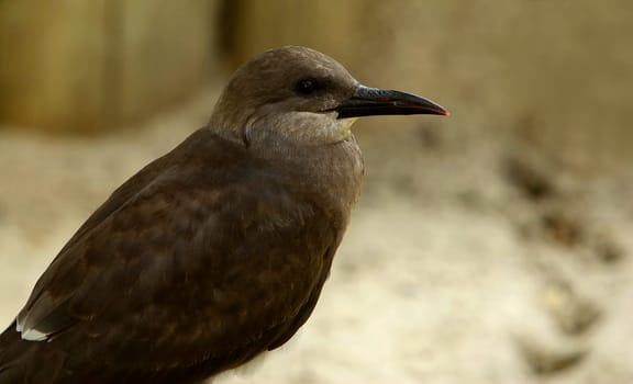 Inca Tern Female