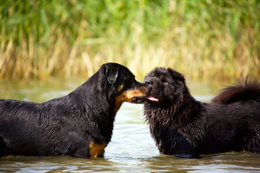 Would you like a French kiss?