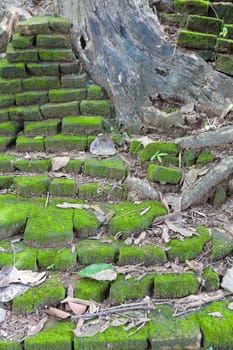 Stones with moss