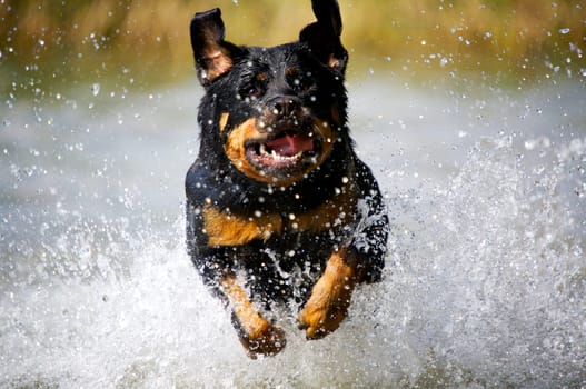 My dear water rat