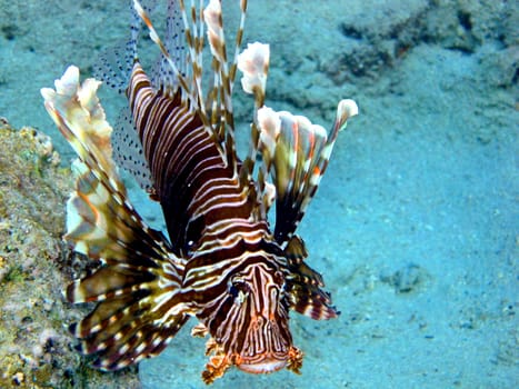 Lionfish