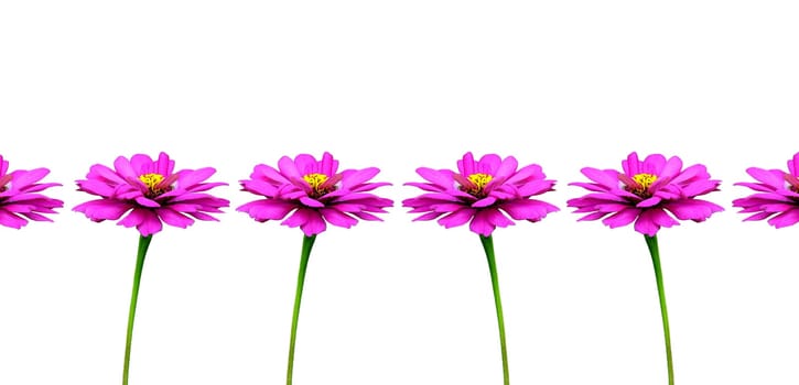 Zinnia Flower
