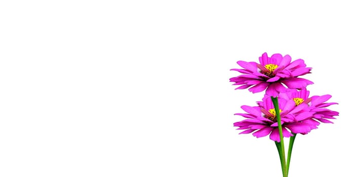 Zinnia Flower