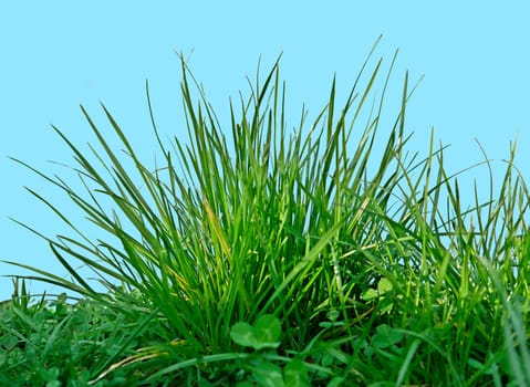 Grass Hub