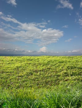 Lawn