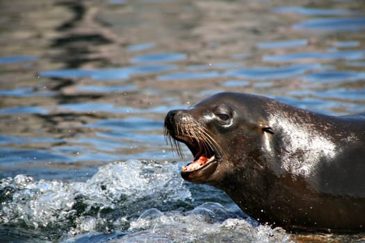 Seal power