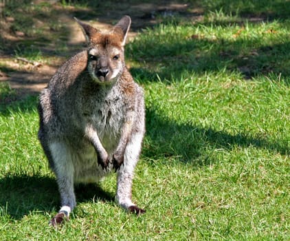 Kangaroo