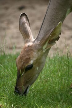 Lesser kudu