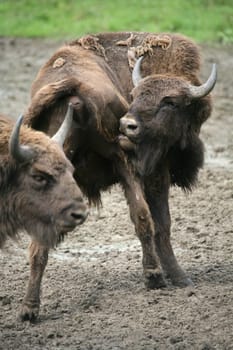 Wisent