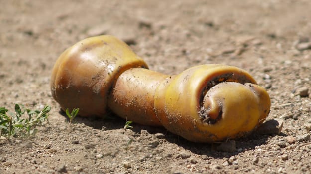 Dog bones
