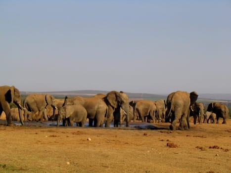wildlife south africa
