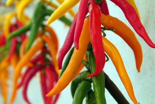 paprika