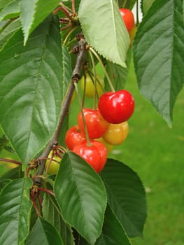 Cherries