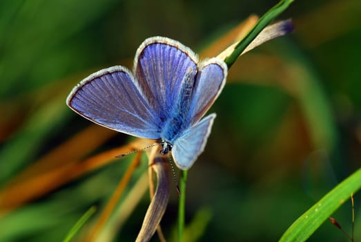 Common blue