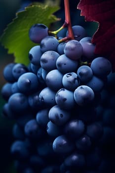 closeup view of blue grapes, highly detailed. Neural network generated in May 2023. Not based on any actual scene or pattern.