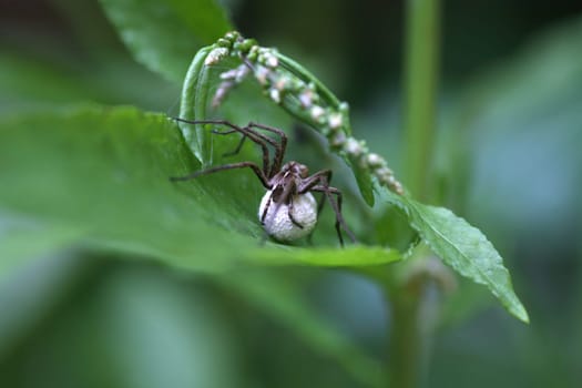 Nursery web spider