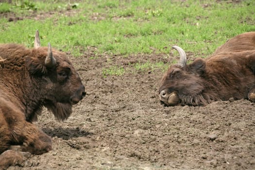 Wisent