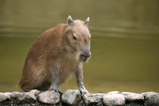Capybara