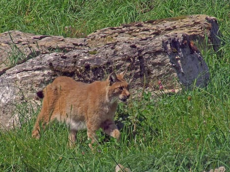 Northern Lynx