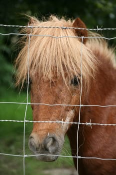 Shetland Pony